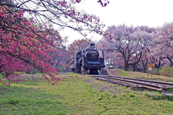 西東京市 小金井公園